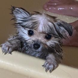 Pomeranian Puppies from Patricia's Pomeranians