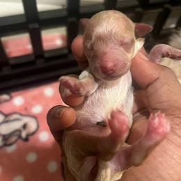 Dior - Apricot female Poodle puppy in Gastonia, North Carolina from Precious pups dynasty kennel