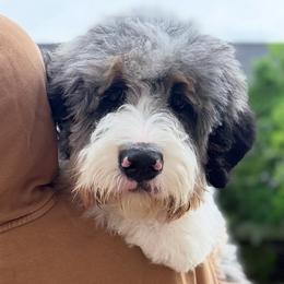 Bernedoodles, Bernese Mountain Dogs, Goldendoodles, and Golden Retrievers from Goldens and Doods of TN