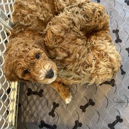 Goldendoodle Puppies from Colorado Dreamin Doodles