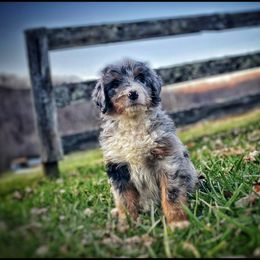 Aussiedoodle and Australian Shepherd Puppies from Faith, Feathers & FurBabies