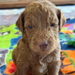 Hunter - Cream male Goldendoodle puppy in Willacoochee, Georgia from Kitandkboodle's Doodles