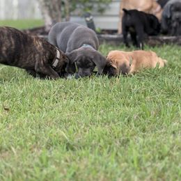 Cane Corso Puppies from Aries Legecy Cane Corso