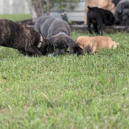 Cane Corso Puppies from Aries Legecy Cane Corso