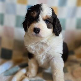 Cloud - Brown merle female Aussiedoodle puppy in Redding, California from House Merrills Minis and Doodles
