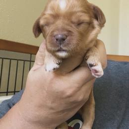 Birdie - Apricot female Australian Labradoodle puppy in Chuluota, Florida from Delano Australian Labradoodles