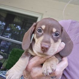 Rollo - Chocolate and cream male Dachshund puppy in Sarasota County, Florida from Donna's Mini Joys
