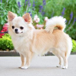 Drag - Chihuahua