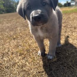 Girl 3 - female Anatolian Shepherd Dog puppy in Kemp, Texas from Lively Acres Anatolians