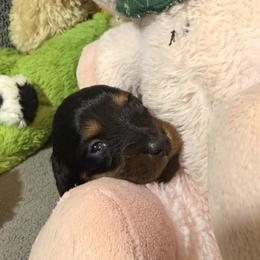 Puppy1 - Black and tan female Dachshund puppy in Horizon City, Texas from KhloeKPuppies