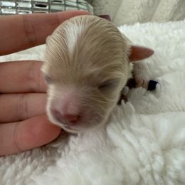 Red collar - Apricot female Maltipoo puppy in Fredericktown, Missouri from Doodle Pups Fur-Ever