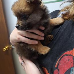 Pomeranian Puppies from Itty bitty friends