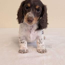 Lisa Simpson - Dachshund puppy from Sweetheart Doxies