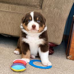 Australian Shepherd Puppies from Hannah Taylor