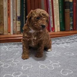 Girl 1 - Apricot female Poodle puppy in Sonora, Kentucky from Little Land of Puppies