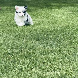 American Corgi, Dachshund, and Pembroke Welsh Corgi Puppies from Seven B Corgis & Doxies