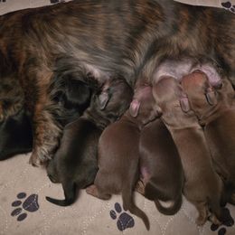 Dachshund Puppies from Tumbleweed Dachshunds