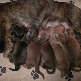 Dachshund Puppies from Tumbleweed Dachshunds