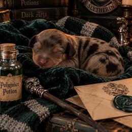 Draco Malfoy - Dapple male Dachshund puppy in Port Saint Lucie, Florida from ThePuppyVille
