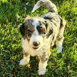 Blue Merle, Split Face, boy 2 - Blue merle male Aussiedoodle puppy in Parma, Idaho from Arena Valley Acres