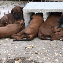 Rhodesian Ridgeback Puppies from Clattenburg Ridgebacks