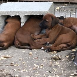 Rhodesian Ridgeback Puppies from Clattenburg Ridgebacks