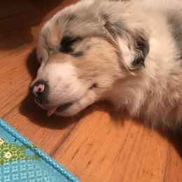 Australian Shepherd Puppies from Soggy Bottom Farms