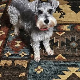 Roxie - Miniature Schnauzer