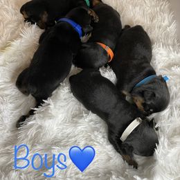 Rottweiler Puppies from 541Rottweilers
