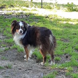 Miniature Australian Shepherd All Grown Up from Mikki's Toy Aussies