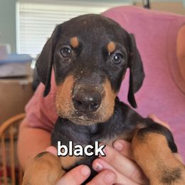 Black collar - Black and rust male Doberman Pinscher puppy in Lake City, Florida from Providence Kennels
