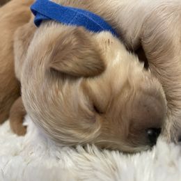 Golden Retriever Puppies from Tradershire Goldens