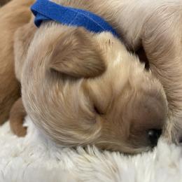 Golden Retriever Puppies from Tradershire Goldens
