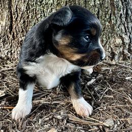 Espresso - Black tri female Miniature Australian Shepherd puppy in Mount Carmel, Tennessee from Hill Top Mini Aussies