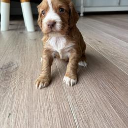 Lilly - Orange and white female English Cocker Spaniel puppy in Sugarcreek, Ohio from 1611 Sport Dogs