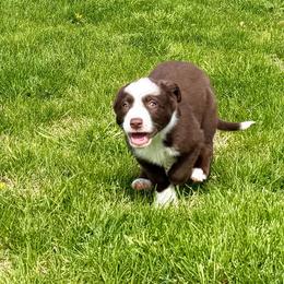 Munchkin - Red and white male Australian Koolie puppy in West Richland, Washington from KittyHawkKoolies