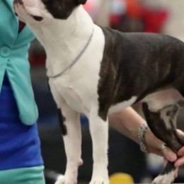 Boston Terriers from Bindy's Boston Terriers
