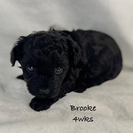 Brooke - Black female Yorkipoo puppy in Waldorf, Maryland from Luv My Yorkies, LLC