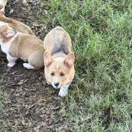 Olive(orange) - Sable female Pembroke Welsh Corgi puppy in Millsap, Texas from Punchy Pembroke Ranch