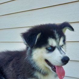 Alaskan Husky Puppies from Mawlawi Huskies