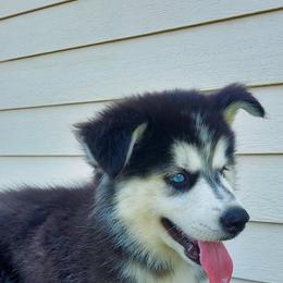 Alaskan Husky Puppies from Mawlawi Huskies