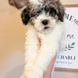Mr Rock n Roll - male Sheepadoodle puppy in Sulphur Bluff, Texas from V6 Ranch Dogs