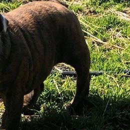 Bulldogs from TnTsBulldogs