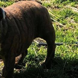 Bulldogs from TnTsBulldogs
