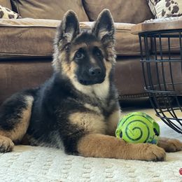 German Shepherd Puppies from T Double B LLC