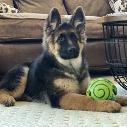 German Shepherd Puppies from T Double B LLC