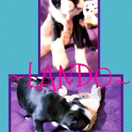 Boston Terrier Puppies from Beatrice's Kennels