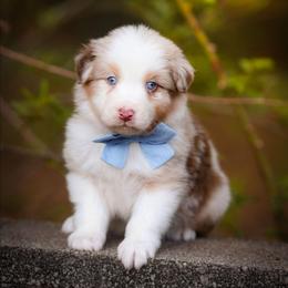 Canyon - Red merle male Australian Shepherd puppy in Georgetown, Texas from River Reign Australian Shepherds