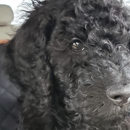 Goldendoodles from Oodles of Doodles