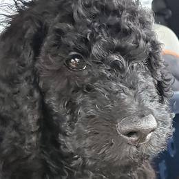 Goldendoodles from Oodles of Doodles